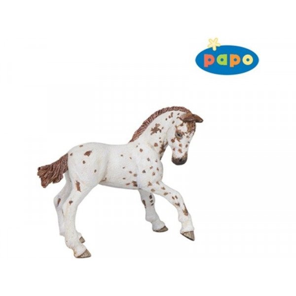 Apaloosa csikó 51510