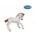 Apaloosa csikó 51510