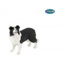 Border collie 54008