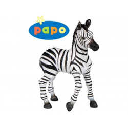 Zebra csikó 50123