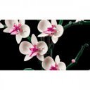 LEGO 10311 Orchidea