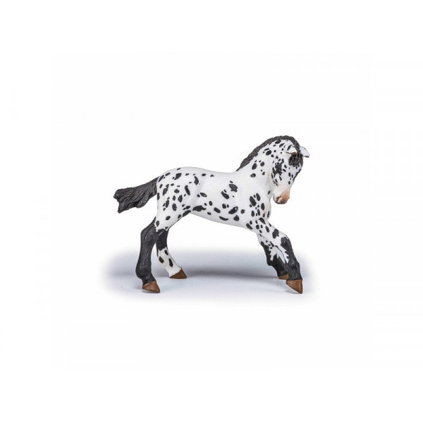 Fekete appaloosa csikó 51540