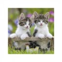 Ravensburger Puzzle 3x49 db - Édes kiscicák