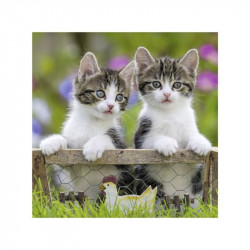 Puzzle 3x49 db - Édes kiscicák 08046