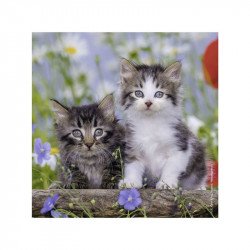 Puzzle 3x49 db - Édes kiscicák 08046 100-499 darabos puzzle Ravensburger