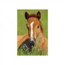 Minipuzzle 54 db - állatok