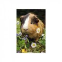 Minipuzzle 54 db - állatok