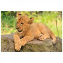 Minipuzzle 54 db - állatok