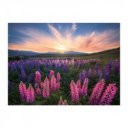 Puzzle 500 db - Csillagfürt