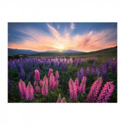 Puzzle 500 db - Csillagfürt 1000-2999 darabos puzzle Ravensburger