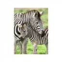 Ravensburger Puzzle 300 db - Zebrák