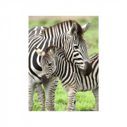 Puzzle 300 db - Zebrák