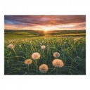 Puzzle 500 db - Pitypang a naplementében