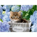 Kicsi cicák 300 darabos puzzle