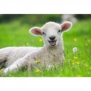 Ravensburger Puzzle 2x12 db - Állatok a farmon