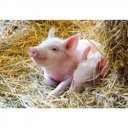 Ravensburger Puzzle 2x12 db - Állatok a farmon