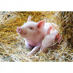Puzzle 2x12 db - Állatok a farmon