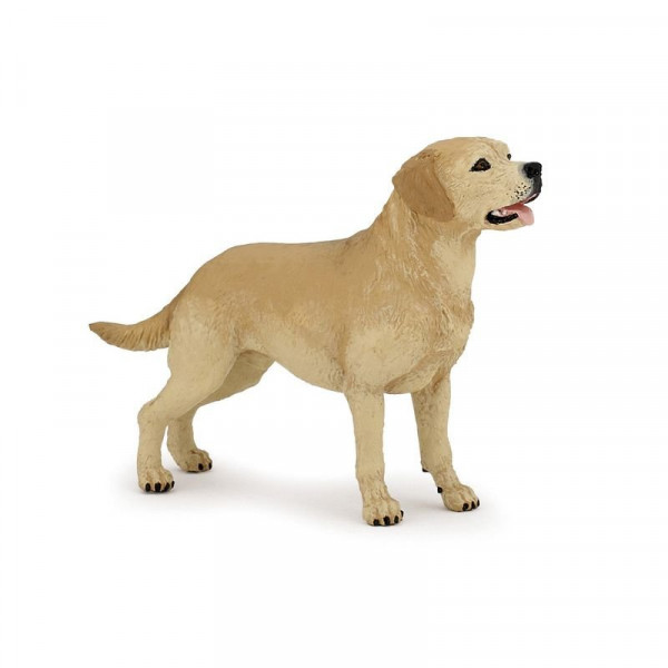 Labrador