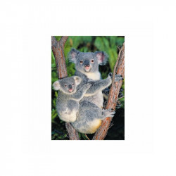 Puzzle 500 db - Koalák