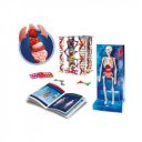 Tudomány és játék - Az emberi test tudományos készlet