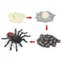 Az élet körforgása - pók