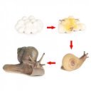 Az élet körforgása - csiga