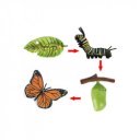 Az élet körforgása - lepke