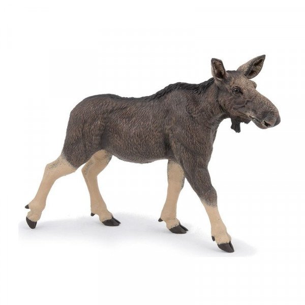 Nőstény jávorszarvas