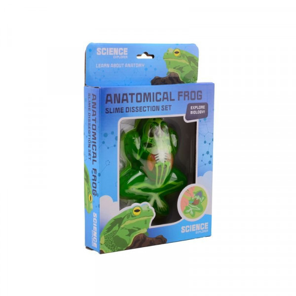 Béka anatómia slime