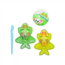 Béka anatómia slime