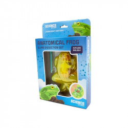 Béka anatómia slime