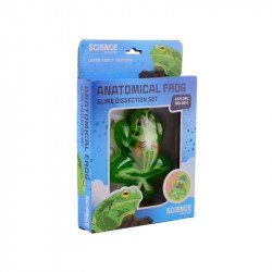 Béka anatómia slime Slime Nincs