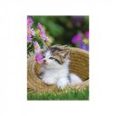 Puzzle 2x500 db - Kiscicák vidéken