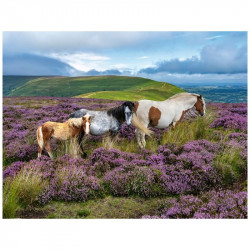 Puzzle 2000 db - Vadlovak a mezőn