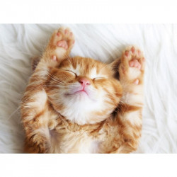 Puzzle 500 db - Cica pihi