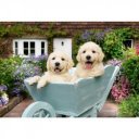 Puzzle 200 db - Golden retriver