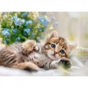 Puzzle 500 db - Cicusok