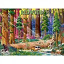 Puzzle 500 db - Redwood nemzeti park